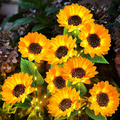 🌞Solar-Gartenleuchten mit 3 Sonnenblumenlichtern, wasserdichte Solar-Außenleuchten mit automatischer Ein-/Ausschaltfunktion